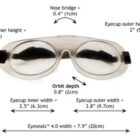 Eyes-Seals-2.jpeg